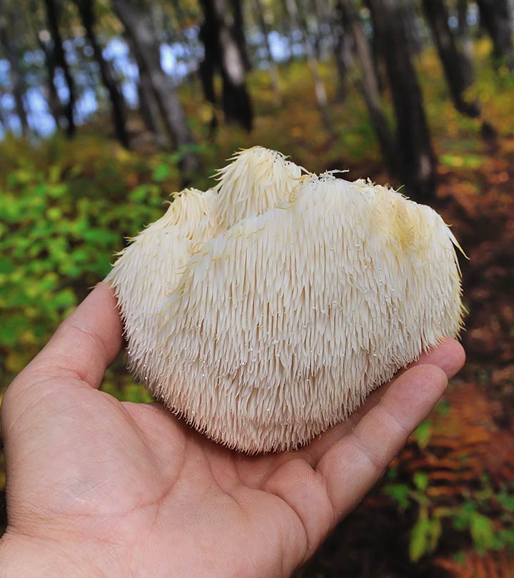 Harnessing the Power of Lion’s Mane Mushroom in Managing ADHD