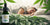 image of a person sleeping in a frame of hemp leaves