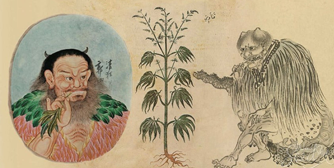 Cannabis plant historical illustration