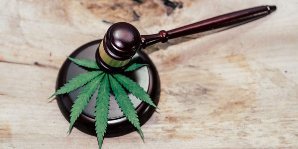 The EU and FSA Novel Food Regulation of CBD: Can You Still Buy CBD Oil?