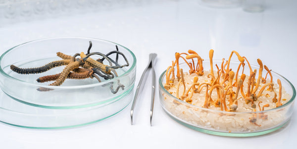 Cordyceps is Back: The Militaris Ban & the Sinensis Solution