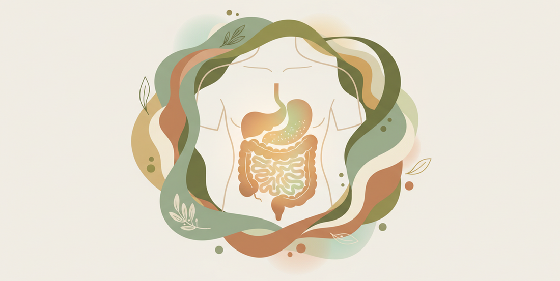 Gut Health & CBD: Exploring Inflammation, Stress and Digestion
