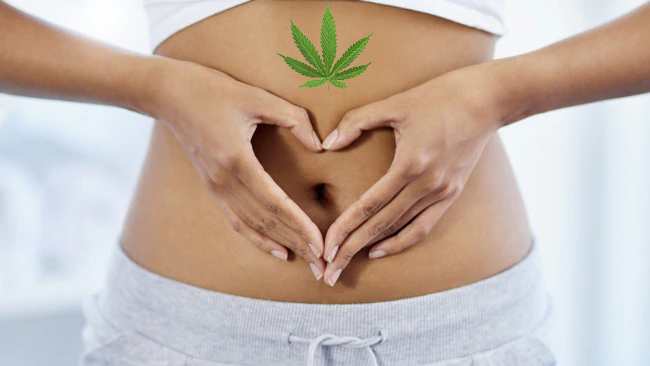 The Benefits of CBD for Digestive Health
