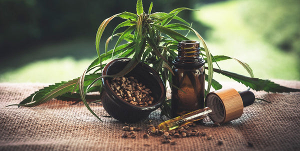 hemp plant together with cbd oil bottle and seeds
