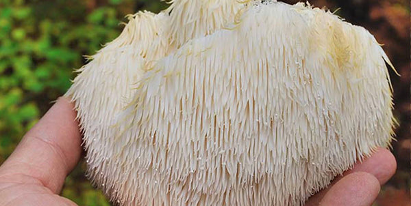 Harnessing the Power of Lion’s Mane Mushroom in Managing ADHD