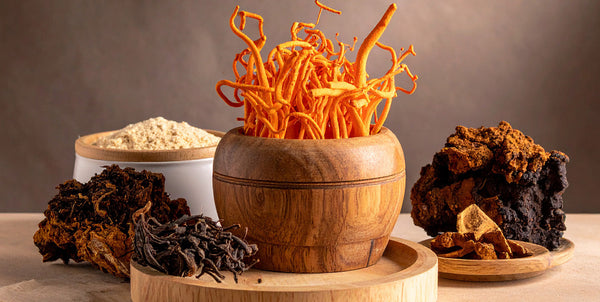 Medicinal Mushrooms and Their Benefits for Mind and Body
